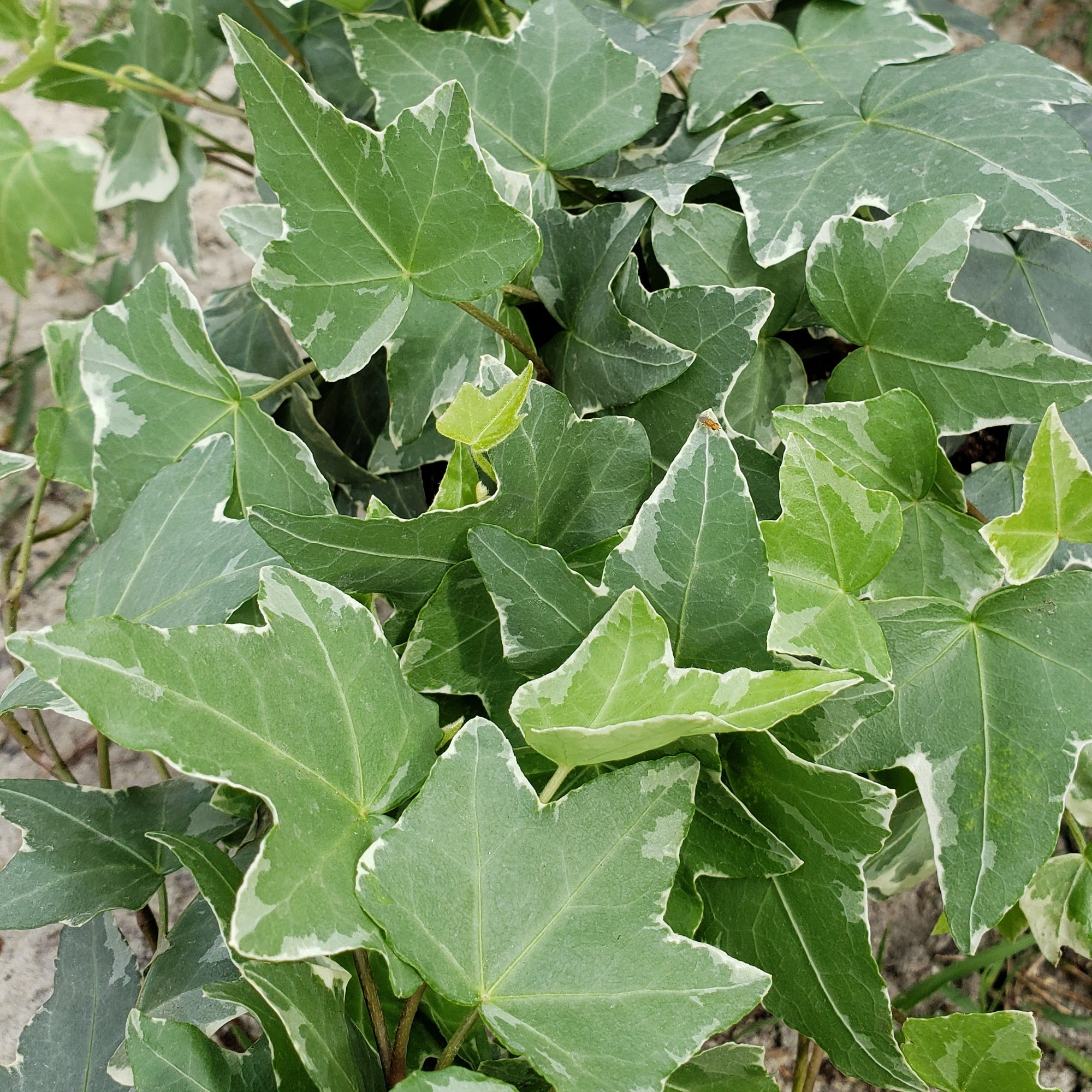 Variegated English Ivy - Advanced Nursery Growers