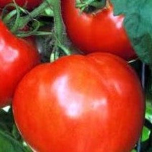 Tomato Celebrity Vintage - Advanced Nursery Growers