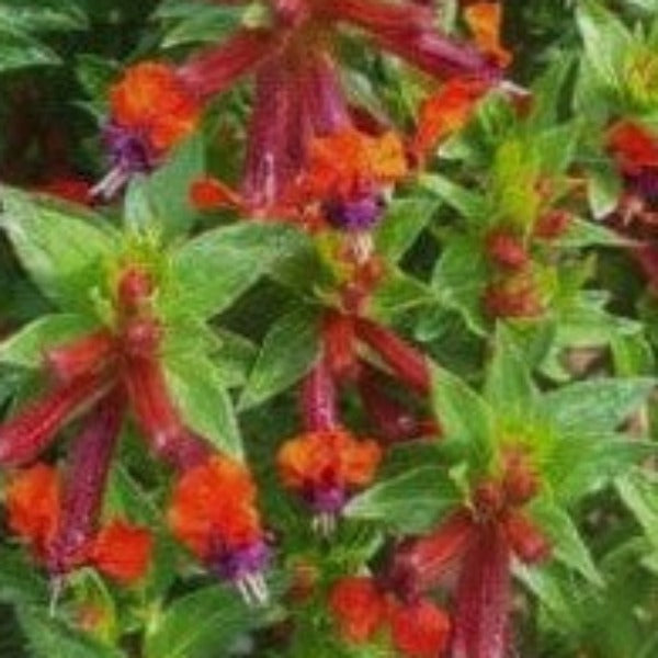 Vermillionaire Cigar Plant with orange-red tubular flowers for hummingbirds in North Florida
