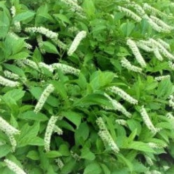 VIRGINIA WILLOW 'Sweetspire' - Advanced Nursery Growers