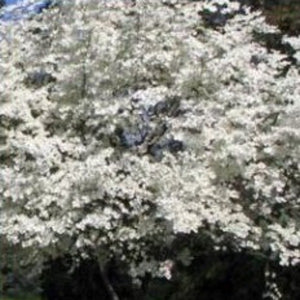 DOGWOOD CORNUS FLORIDA NATIVE - Advanced Nursery Growers