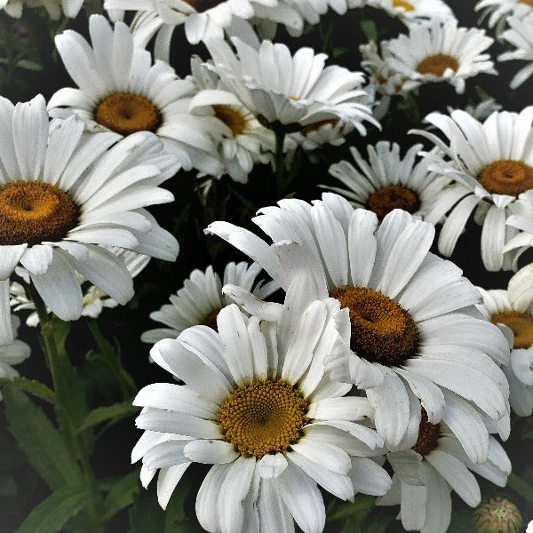 DAISY LEUCANTHEMUM BETSY DAISY