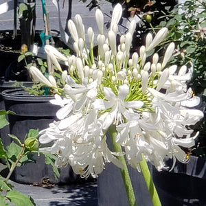 Agapanthus' Lily of the Nile' - Advanced Nursery Growers