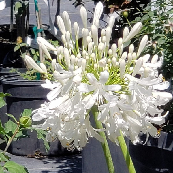 Agapanthus' Lily of the Nile' - Advanced Nursery Growers