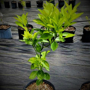 CITRUS GLEN NAVAL ORANGE