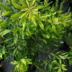 Wax Myrtle Tree - Advanced Nursery Growers