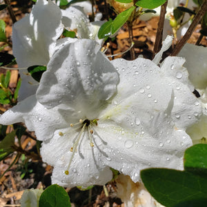 ENCORE AZALEA - Advanced Nursery Growers