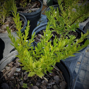 Mexican Heather - Advanced Nursery Growers