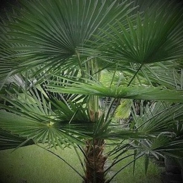 WINDMILL PALM - Advanced Nursery Growers