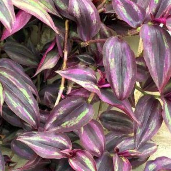 house plants wandering jew Advanced Nursery Growers: Elevating Expertise in the Horticultural Sector