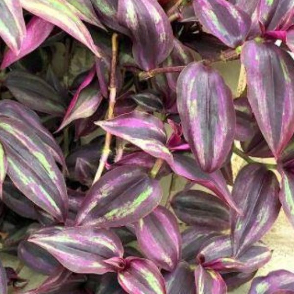 Tradescantia Purple Heart - Advanced Nursery Growers