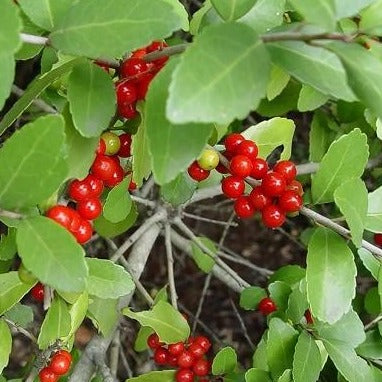 Yaupon Holly Ilex vomitoria Florida native evergreen tree with dark green foliage and red berries for sale at Advanced Nursery Growers in DeFuniak Springs Florida