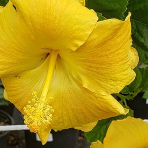 Hibiscus assorted colors - Advanced Nursery Growers