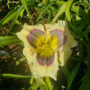 Lily DAY LILIES ASSORTED