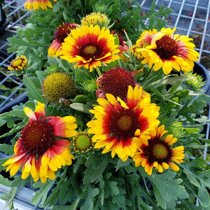 BLANKET FLOWER - Advanced Nursery Growers