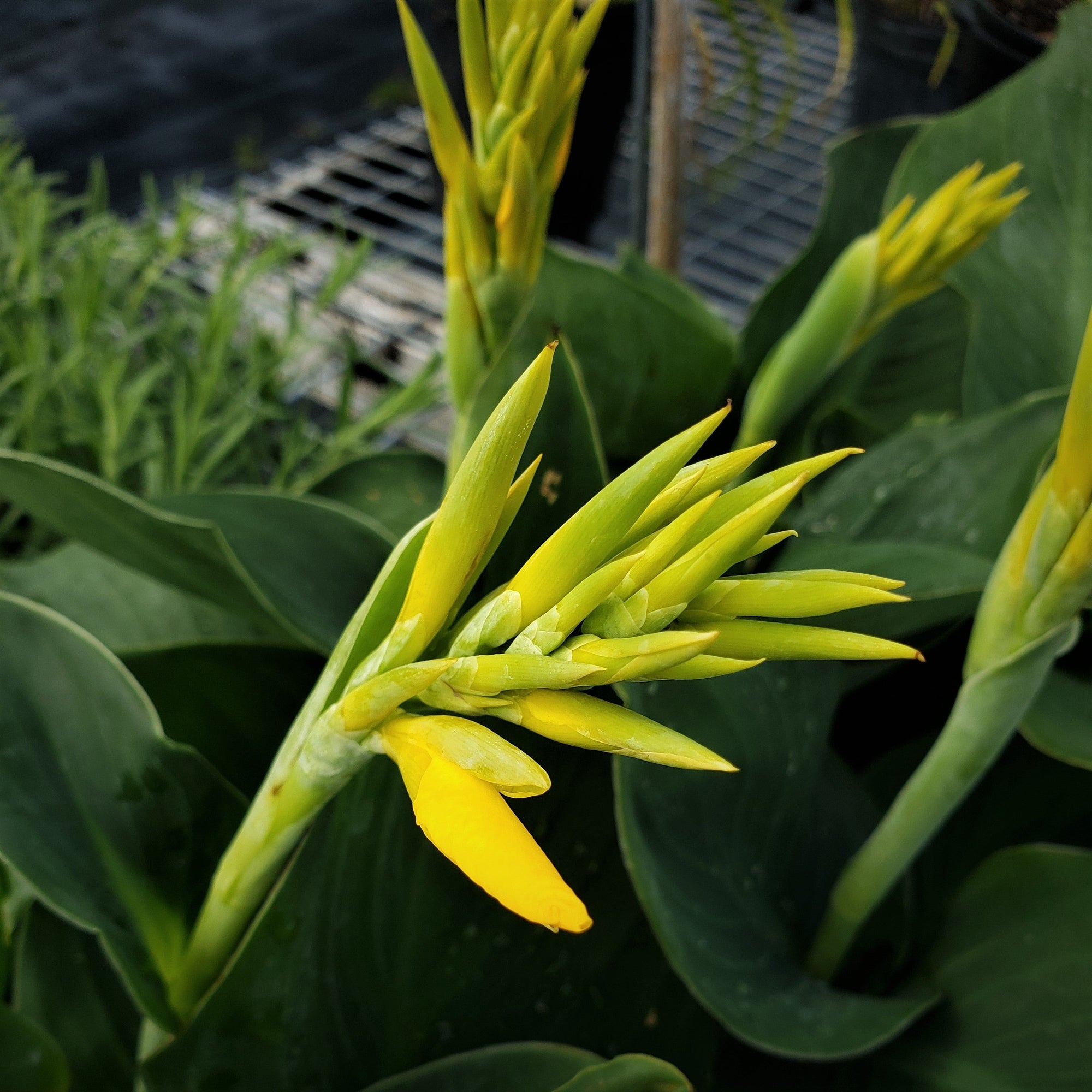 CANNA LILY