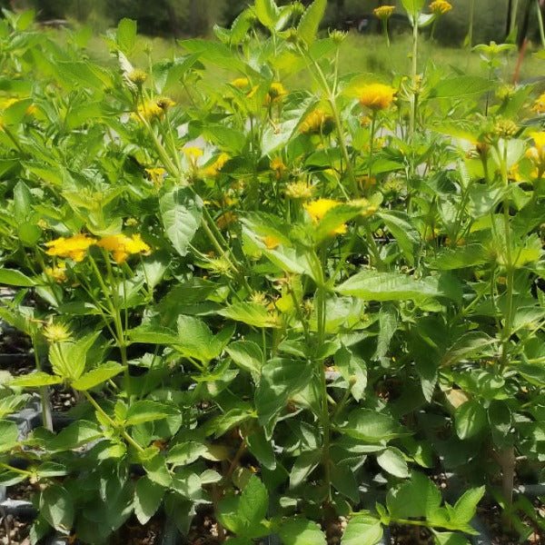 Lantana Trailing Yellow - Advanced Nursery Growers
