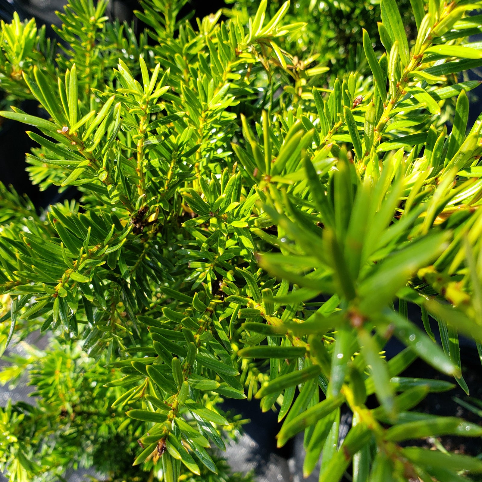 Yew Dark Green Spreader - Advanced Nursery Growers