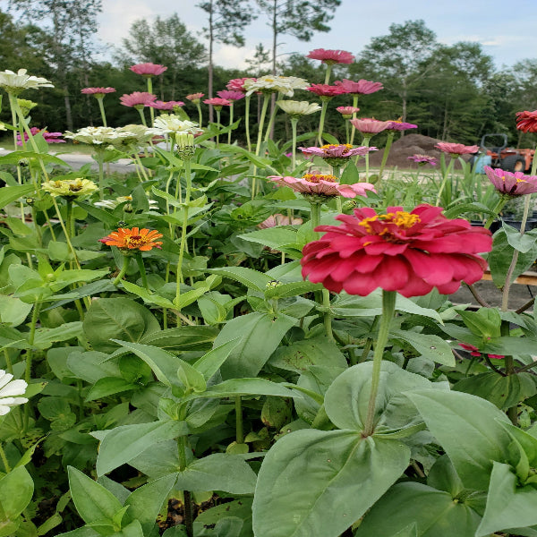 Zinnia 'California Giant' - Advanced Nursery Growers
