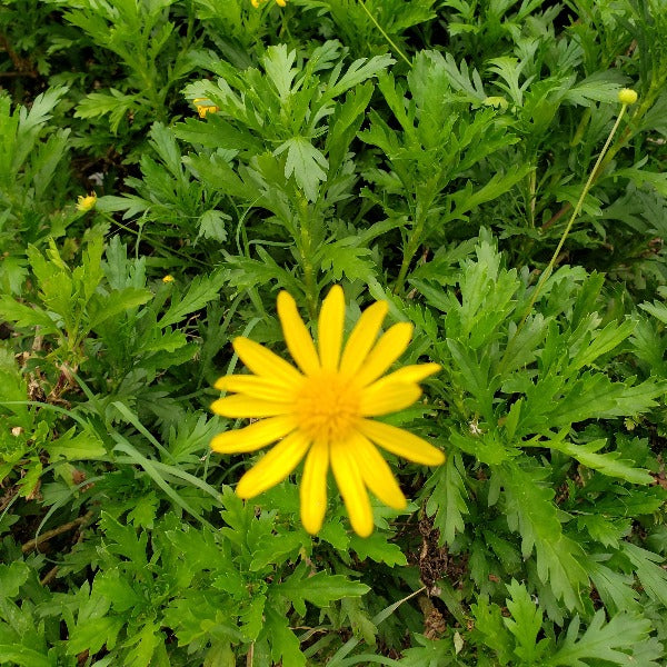 African Bush Daisy europs pectinatus - Advanced Nursery Growers