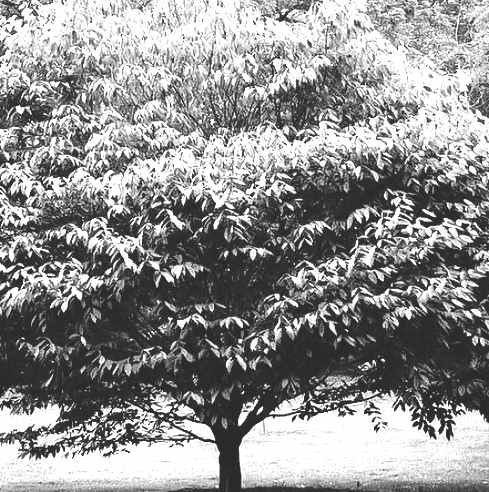 AMERICAN HORNBEAM NATIVE - Advanced Nursery Growers