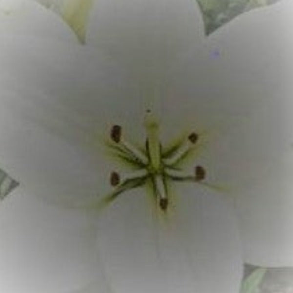 Lily Asiatic - Advanced Nursery Growers