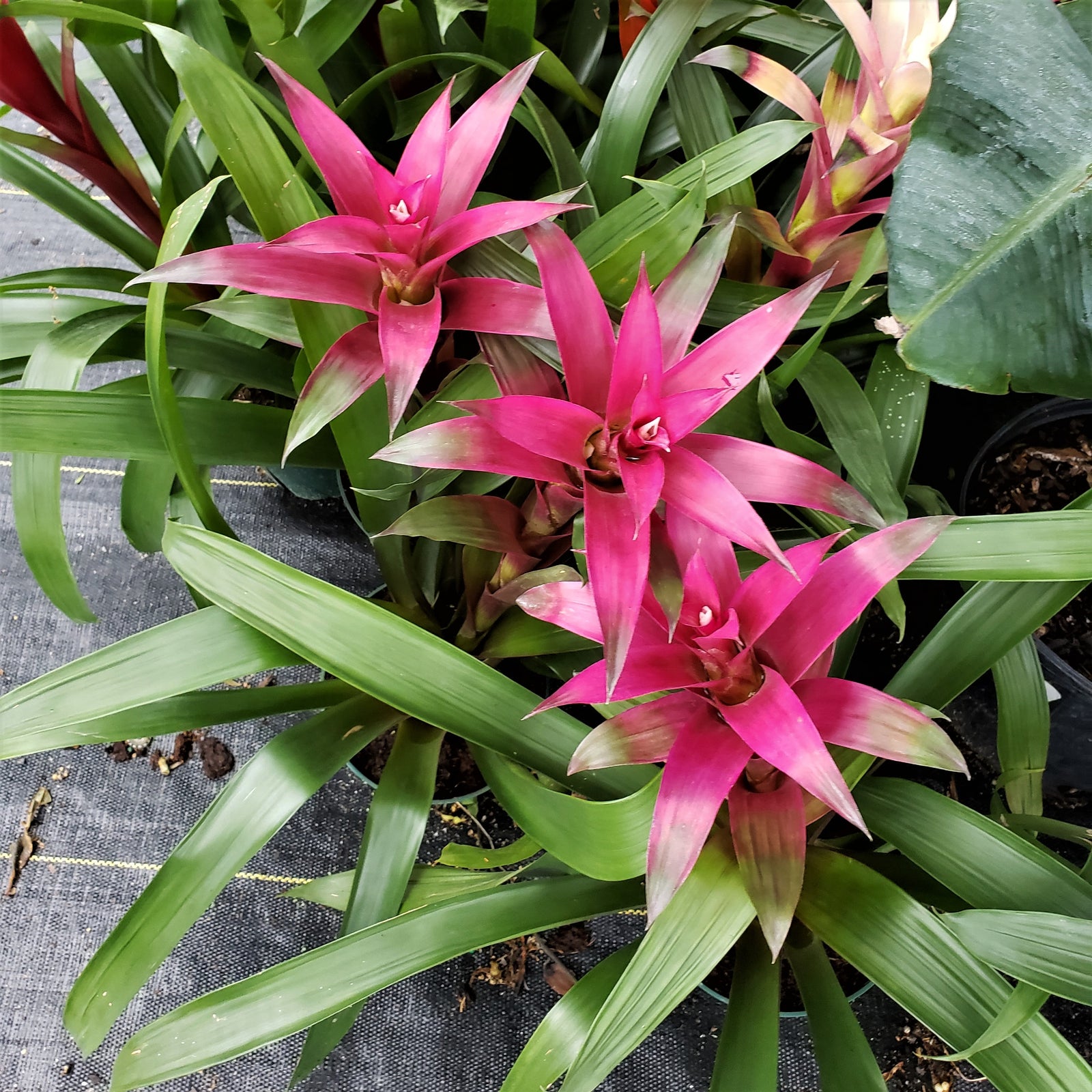 BROMELIAD Mixed colors - Advanced Nursery Growers