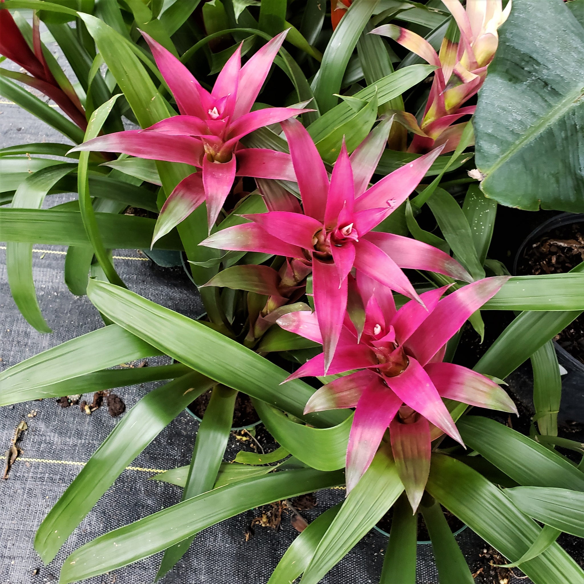 mixed bromeliads house plant Advanced Nursery Growers: Elevating Expertise in the Horticultural Sector