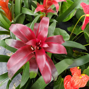 BROMELIAD Mixed colors - Advanced Nursery Growers