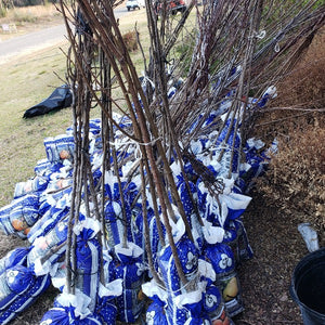 NUT TREE MAHAN PECAN - Advanced Nursery Growers
