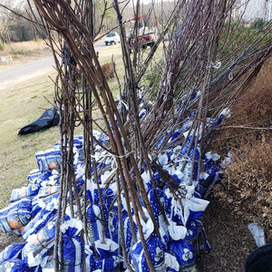 NUT TREE ELLIOTT PECAN - Advanced Nursery Growers