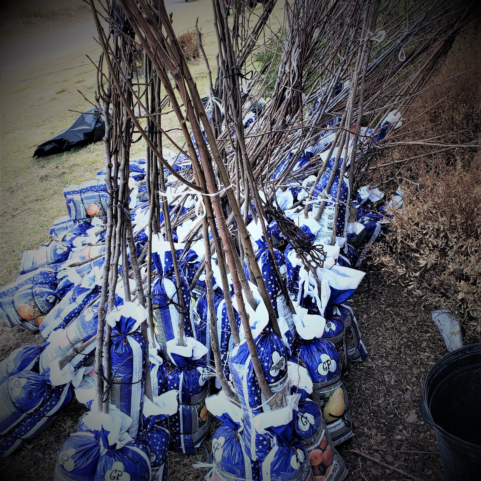 PEACH HALE HAVEN - Advanced Nursery Growers