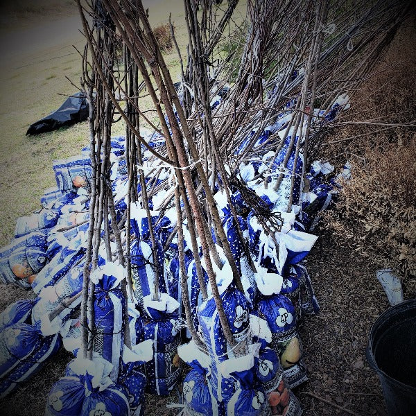 APPLE FUJI - Advanced Nursery Growers