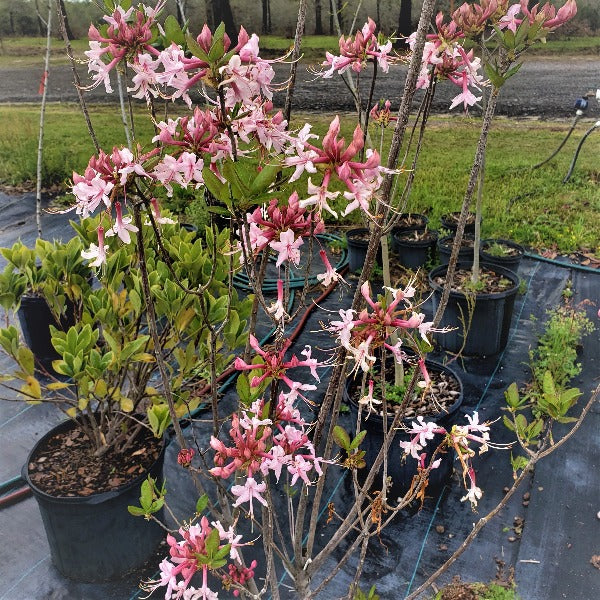 AZALEAS NATIVE - Advanced Nursery Growers