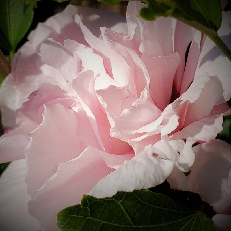 Rose Of Sharon Pink Ruffle - Advanced Nursery Growers