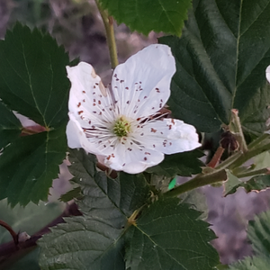 Blackberry-Apache - Advanced Nursery Growers