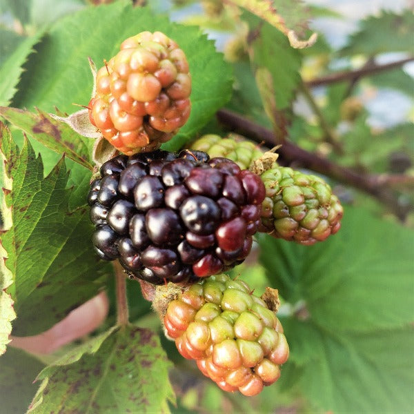 Blackberry-Prime-Ark®Freedom - Advanced Nursery Growers
