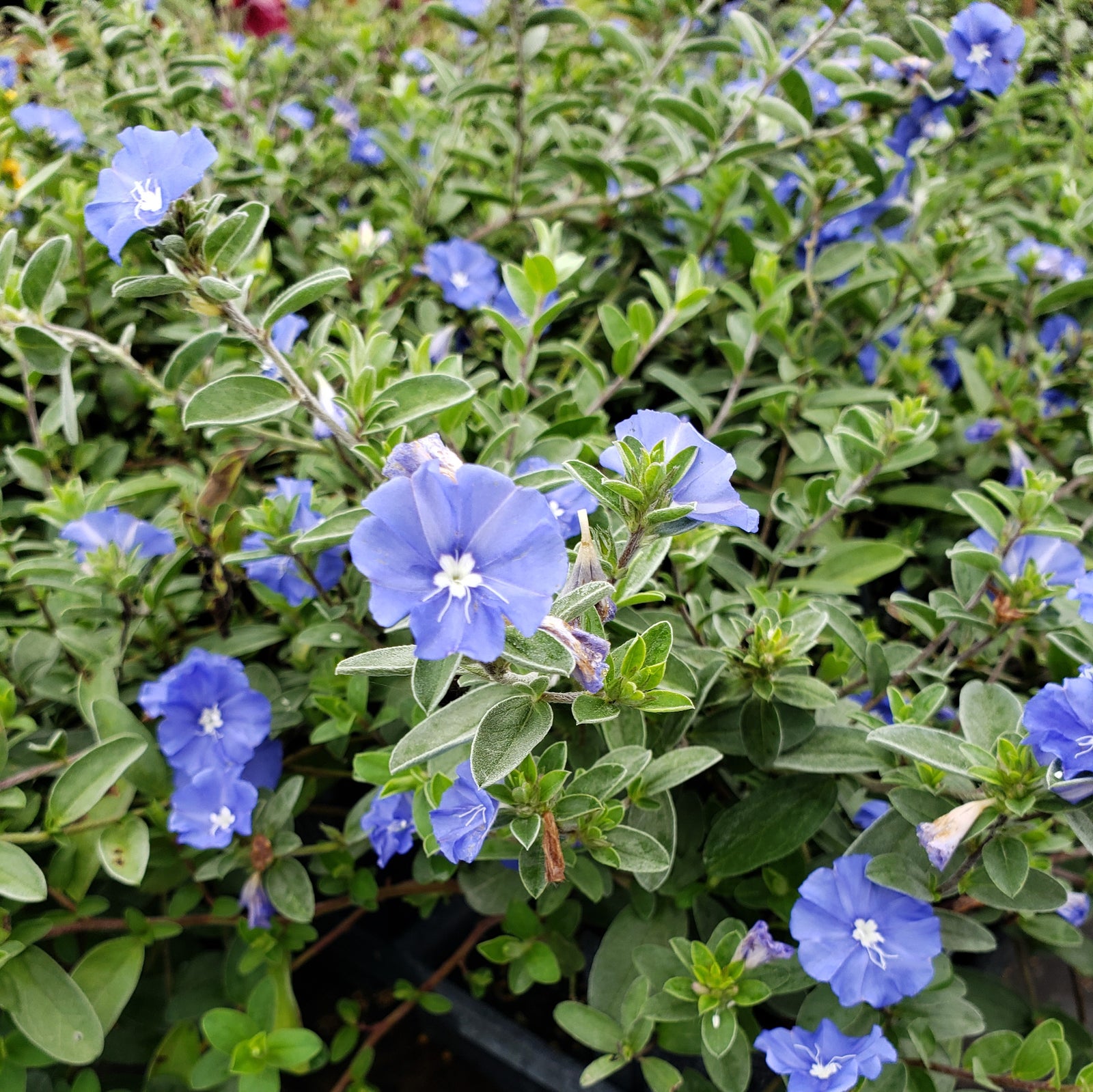Blue My Mind Blue Daze Evolvulus true blue flowering groundcover for sale in North Florida at Advanced Nursery Growers.