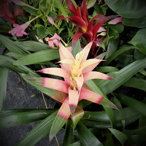 BROMELIAD Mixed colors - Advanced Nursery Growers