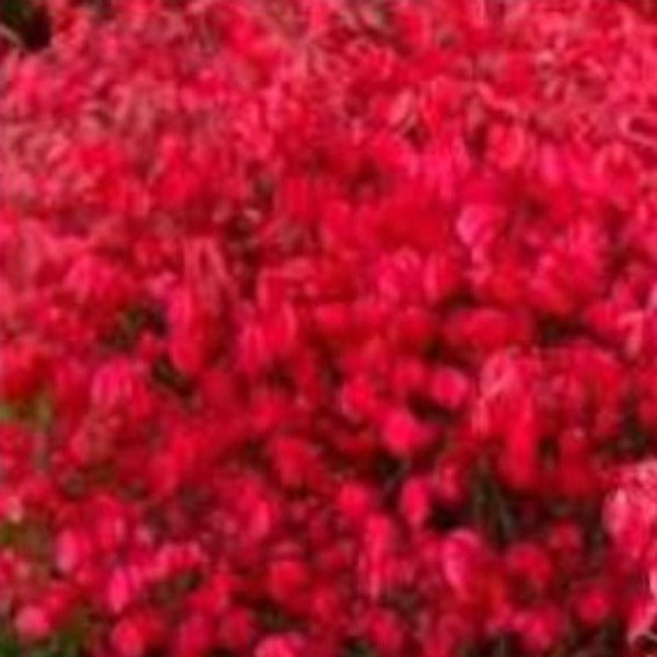 Dwarf  Burning Bush - Advanced Nursery Growers