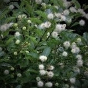 Buttonbrush NATIVE - Advanced Nursery Growers