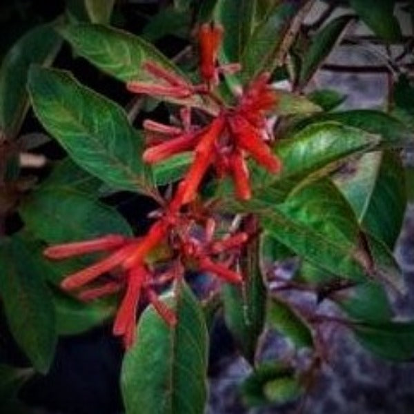 CALUSA FIREBUSH