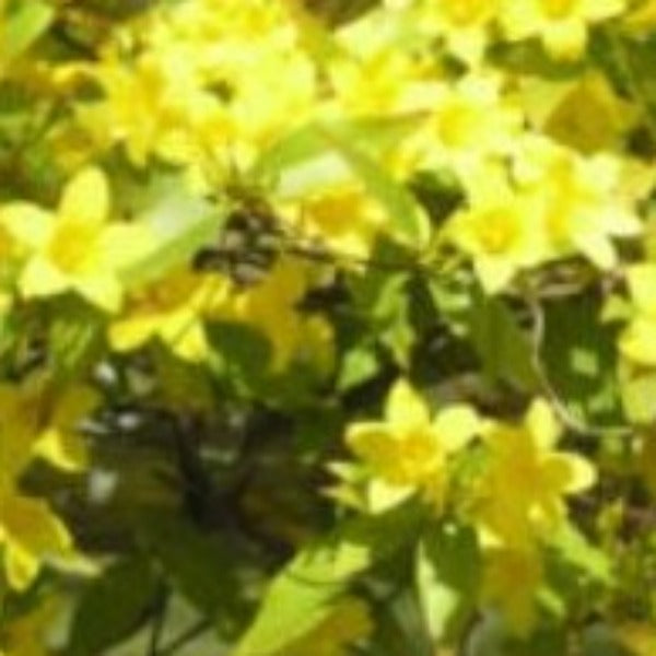 CAROLINA JASMINE NATIVE - Advanced Nursery Growers