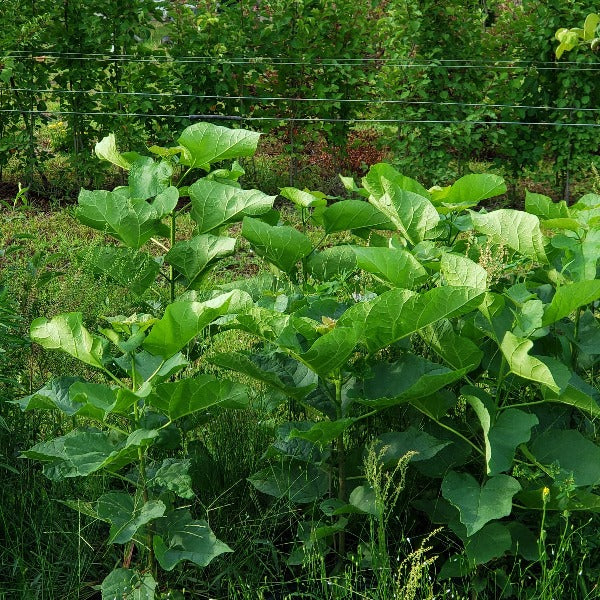CATALPA TREE NATIVE - Advanced Nursery Growers