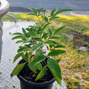 Chaste tree purple (Vitex) - Advanced Nursery Growers