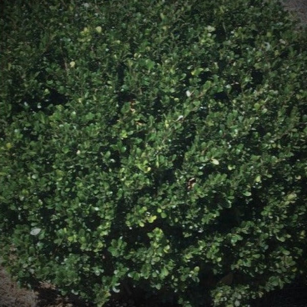 Compacta holly - Advanced Nursery Growers