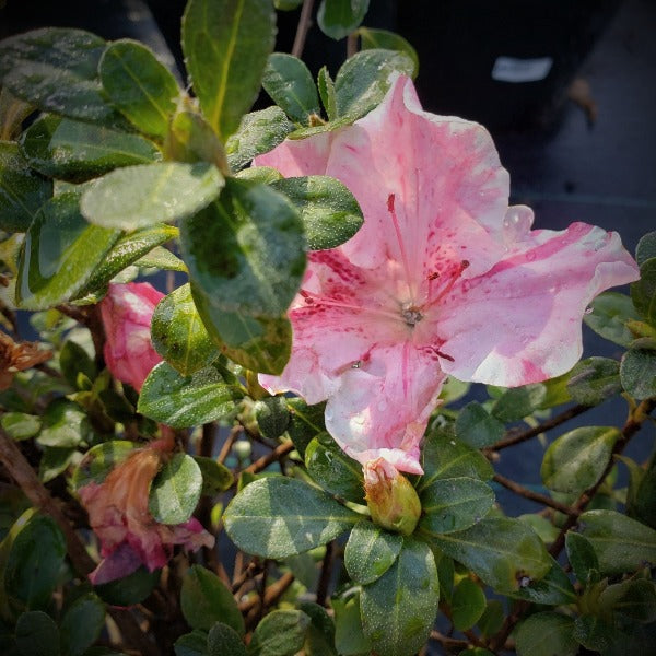 Azalea Dwarf Conversation Piece - Advanced Nursery Growers