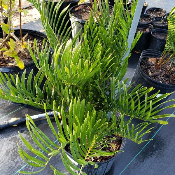 COONTIE PALM NATIVE - Advanced Nursery Growers