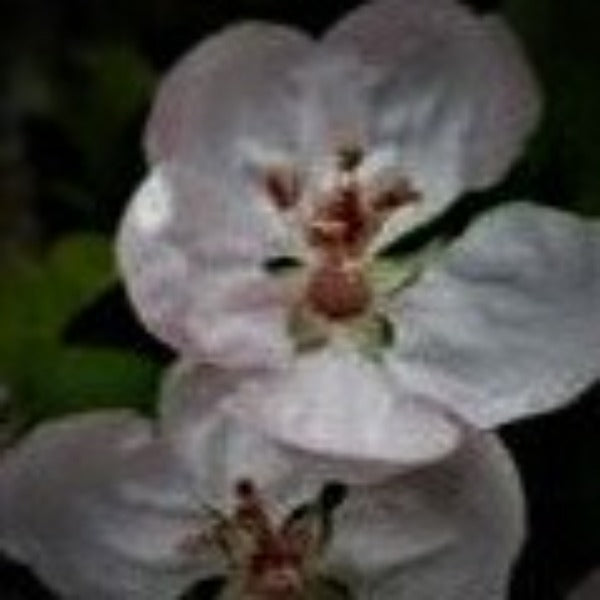 NARROW LEAF CRABAPPLE - Advanced Nursery Growers