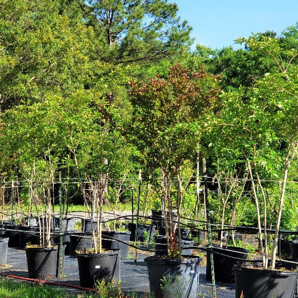 CM-Natchez Crape Myrtle ( NA ) - Advanced Nursery Growers